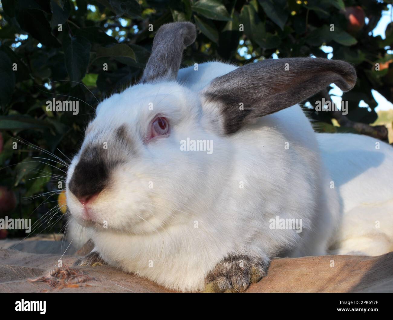 Ein erwachsenes Kaninchen der kalifornischen Rasse Stockfoto