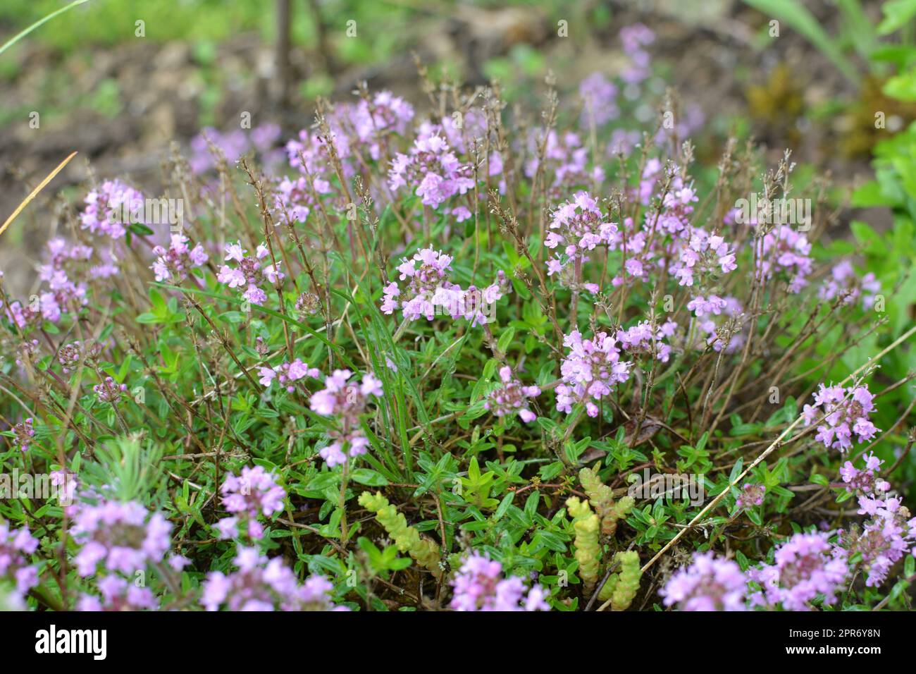 Thymian (Thymus serpyllum) blüht in der Wildnis im Sommer Stockfoto