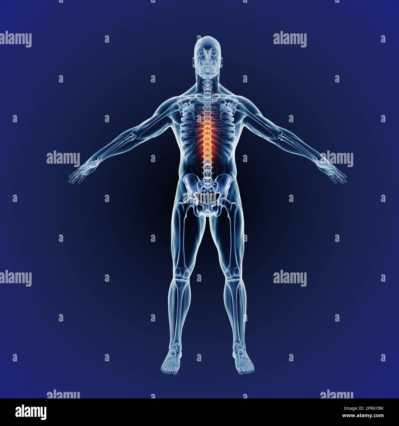 Schmerzen im oberen Rücken. Wenn eine Entzündung eintritt. Computergenerierte Darstellung des menschlichen Körpers, die die Skelettstruktur anzeigt Stockfoto