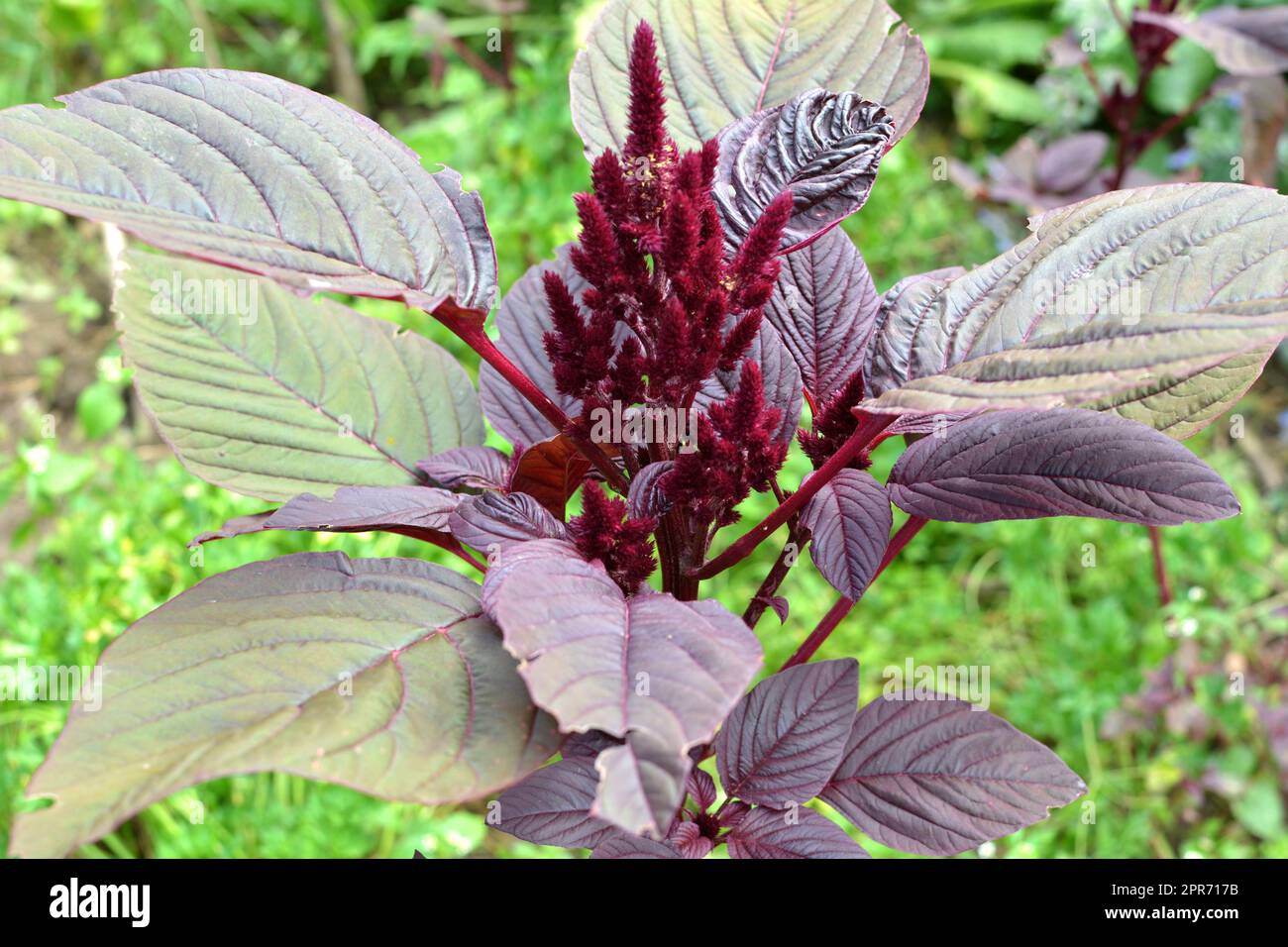 Amaranth farm Fotos und Bildmaterial in hoher Auflösung Alamy