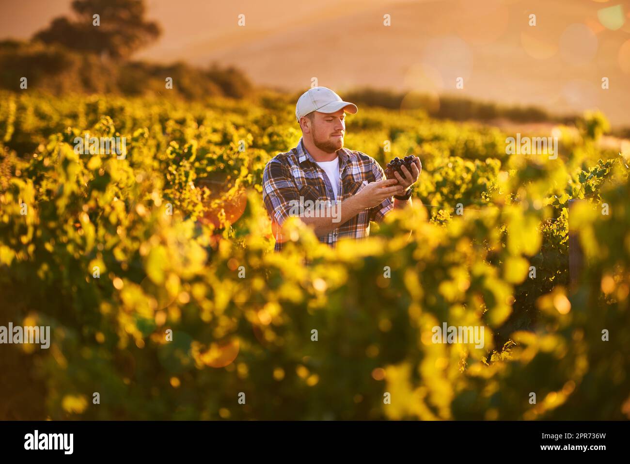 Feine Weine beginnen im Weinberg. Aufnahme eines glücklichen Bauern, der ein Traubenbündel hält, während er in einem Weinberg steht. Stockfoto