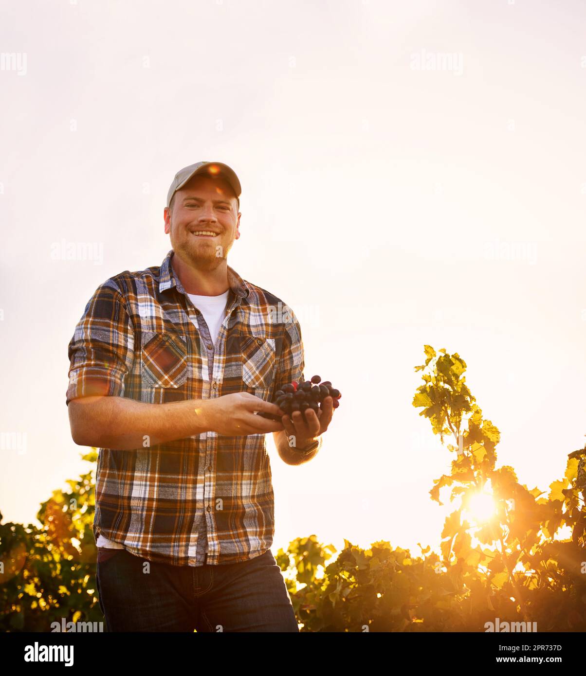 Meine Produkte sind es wert, darüber zu lächeln. Porträt eines glücklichen Bauern, der ein Traubenbündel in einem Weinberg hält. Stockfoto