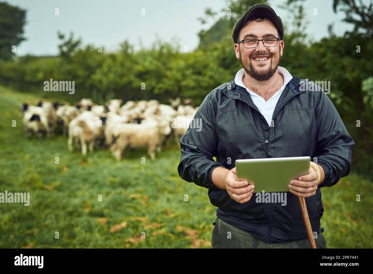 Manchmal muss ich die Tafel überprüfen. Porträt eines fröhlichen jungen Landwirts, der mit einem digitalen Tablet und einem Stock steht, während eine Schafherde im Hintergrund grast. Stockfoto