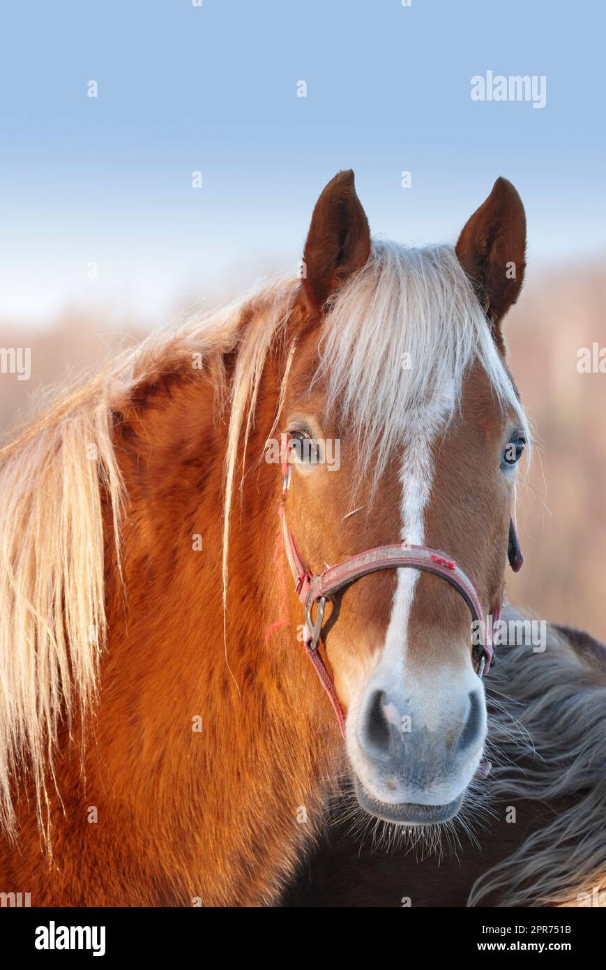 Das Gesicht eines Pferdes mit einem Gurtzeug, der auf einer Weidefläche auf dem Land neugierig aussieht. Porträtkopf eines Haustier-Kastanienhengstes oder einer Stute. Haariges braunes und weißes Tier, gezüchtet für Pferderennen Stockfoto