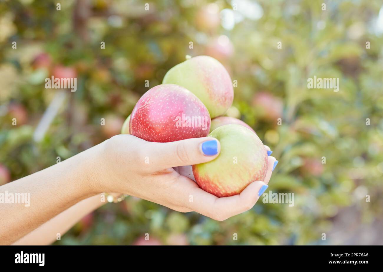 Apfelbauer mit frisch gepflückten Äpfeln von einer Obstplantage. Für die Erzeugung reifer Früchte, die Einfuhr- und die Exportindustrie. Gesunde saisonale organische Produkte für Ernährung und Vitamine Stockfoto