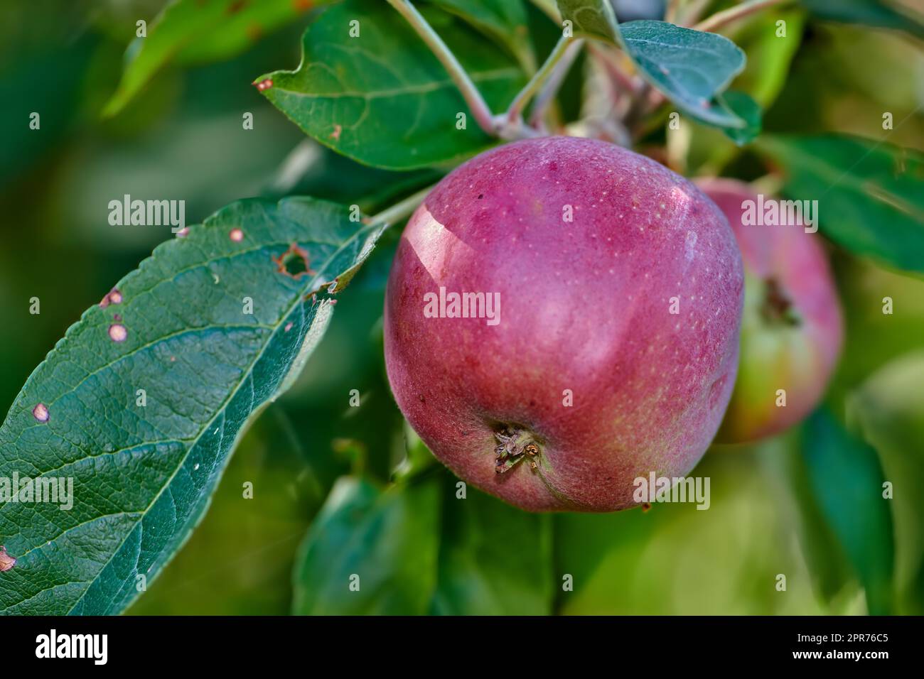 Eine Nahaufnahme roter Äpfel, die auf einem Baum in einem Obstgarten wachsen. Gesunde und nahrhafte Früchte, die zur Ernte in einem Hain angebaut werden. Knusprige und knusprige Produkte mit süßem Geschmack, die in einem Garten wachsen Stockfoto