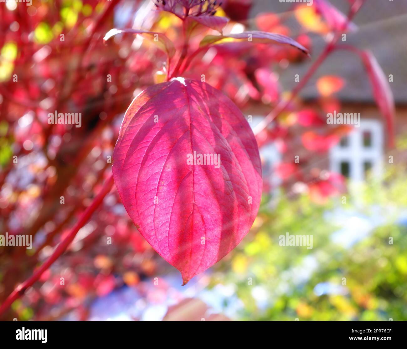 Die roten Herbstblätter blühen in der Sonne und die Sonnenstrahlen scheinen hindurch. Naturszene Nahaufnahme eines rosafarbenen Blatts, das vom Wind und Herbst geblasen wird, mit einem verwackelten bunten Bokeh-Hintergrund in einem Garten Stockfoto