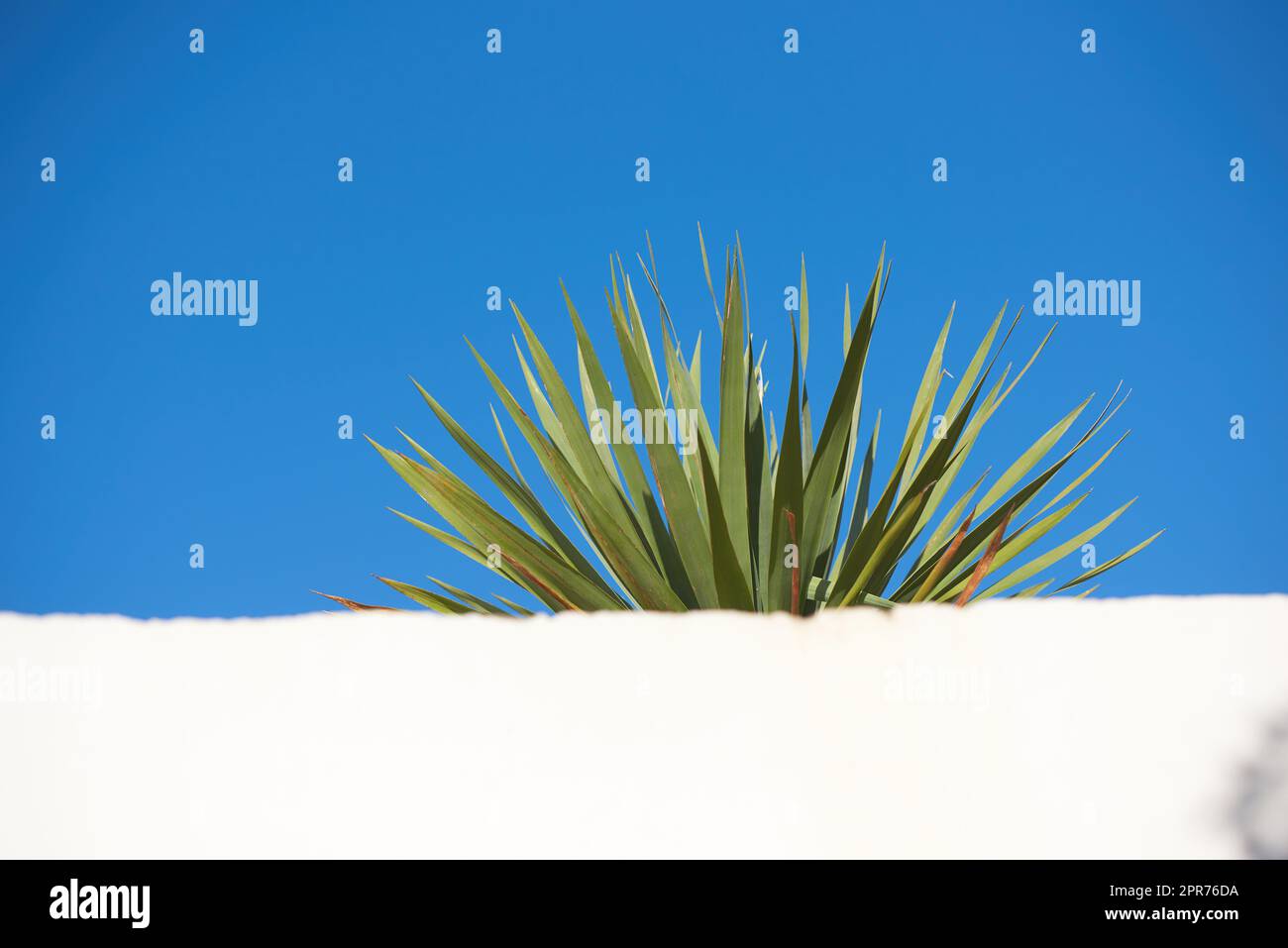 Yucca wächst unter klarem Blau mit Himmelsspeicher hinter einer weißen Wand. Spikante Blätter einer im Freien wachsenden versperrten Pflanze. Spitzen einer saftigen Außenwelt mit Kopierraum im Sommer oder Frühling Stockfoto