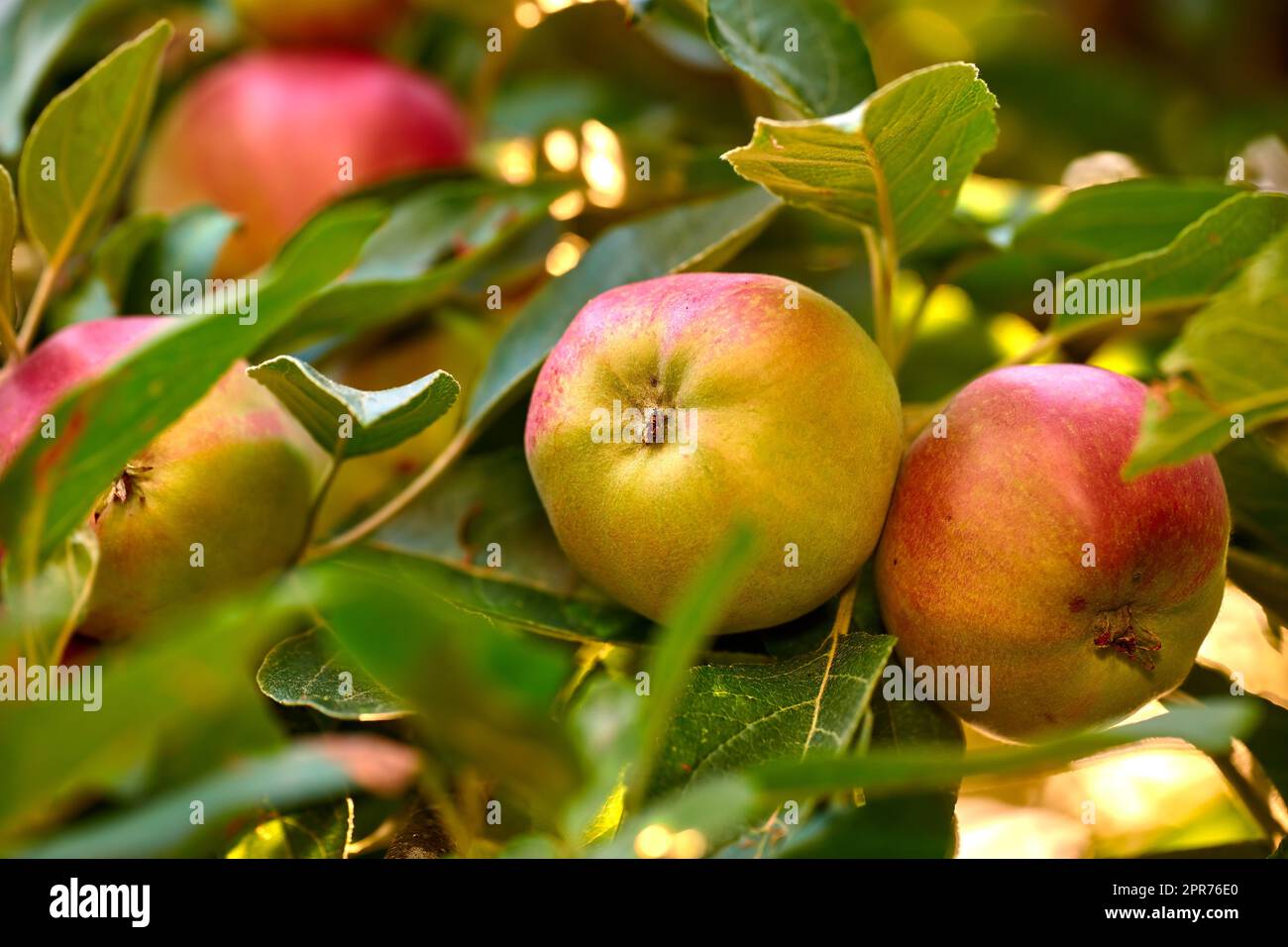 Nahaufnahme reifer roter Äpfel, die auf einem grünen Apfelzweig auf einer Obstplantage in abgelegener Landschaft hängen. Texturdetails des Anbaus frischer, gesunder Snackfrüchte für Ernährung, Vitamine. Nachhaltige Landwirtschaft Stockfoto