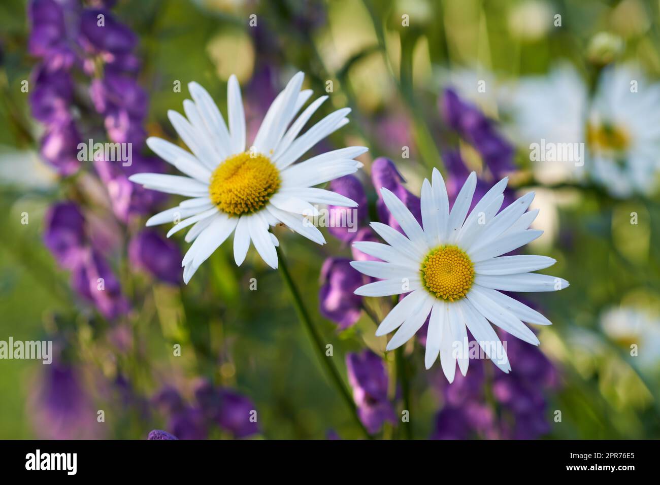 Zwei weiße Gänseblümchen blühen in einem Garten. Blütenköpfe mit gelben Zentren blühen in einem botanischen Garten oder Park an einem sonnigen Tag im Frühling. Marguerit und andere violette Pflanzenarten in der Natur Stockfoto
