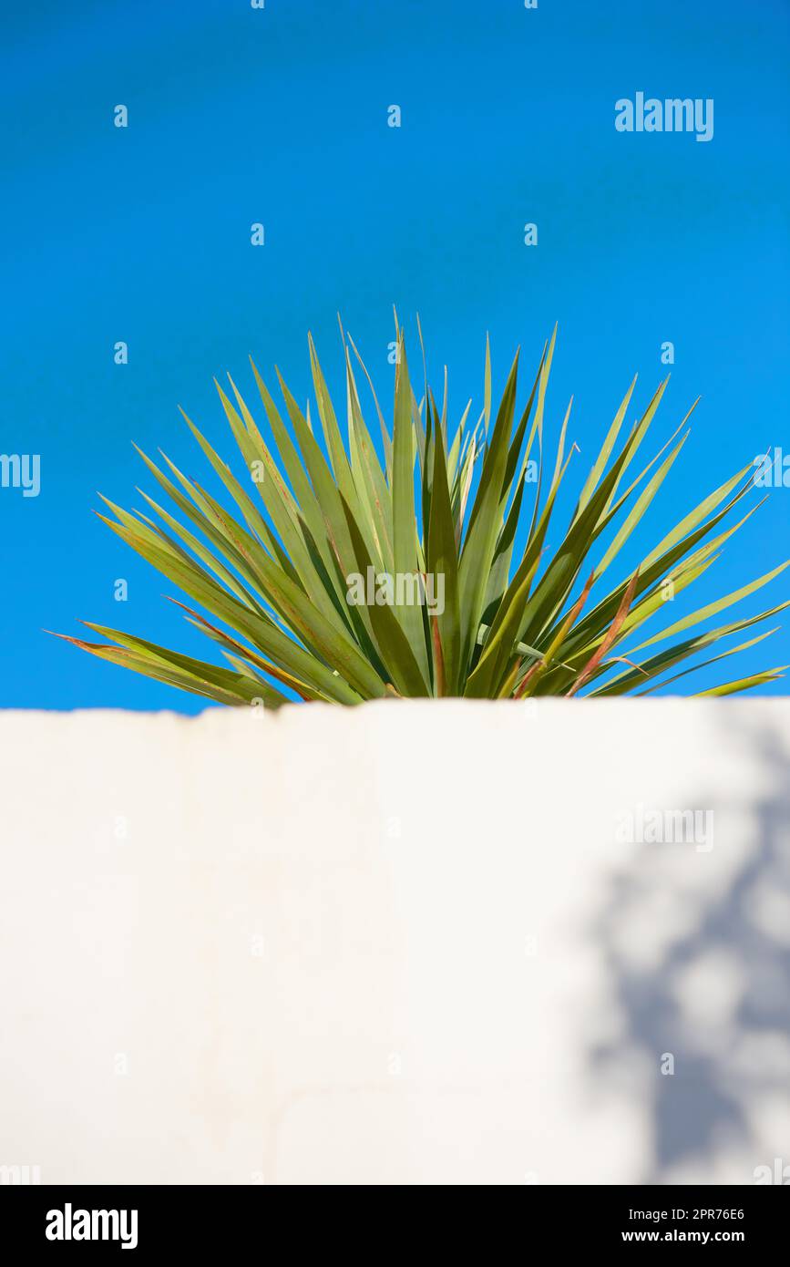 Yucca wächst unter einem klaren blauen Himmel mit Kopierraum hinter einer weißen Wand. Spikante Blätter einer im Freien wachsenden versperrten Pflanze. Spitzen einer saftigen Außenwelt mit Kopierraum im Sommer. Stockfoto