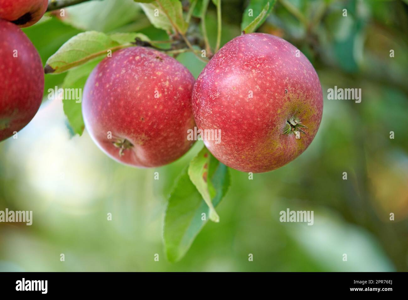 Lebendige, gesunde rote Äpfel, die an sonnigen Tagen in einem nachhaltigen Obstgarten im Freien auf Bäumen wachsen. Saftige frische und reife Erzeugnisse, die saisonal und ökologisch auf einer Obstplantage wachsen Stockfoto