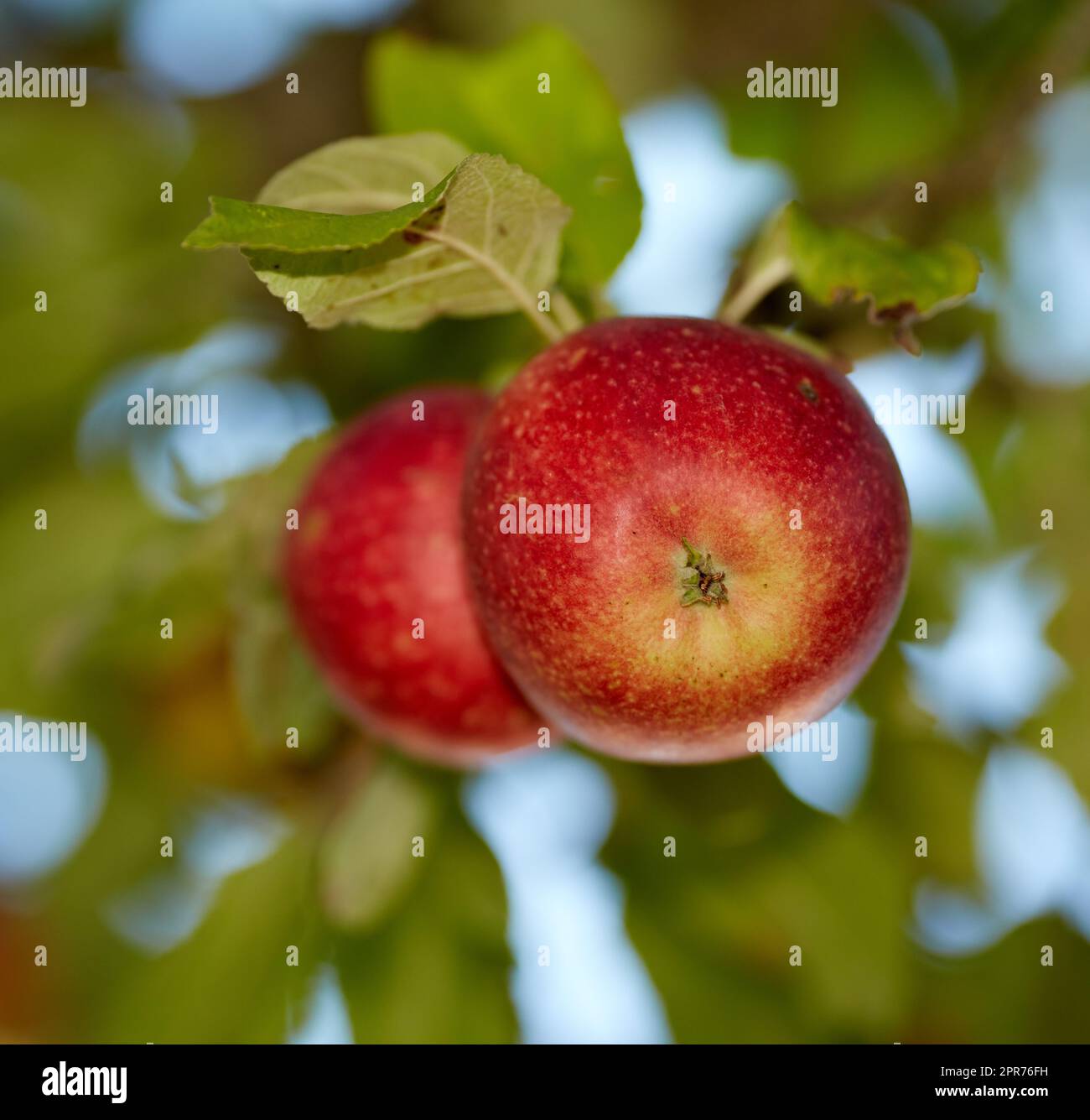 Frische rote Äpfel, die an einem Sommertag im Freien auf einem Obstbaum wachsen. Gesunde Bio-Produkte hängen im Frühling auf einem üppigen grünen Ast. Leckere Ernten in der Natur auf einem Bauernhof Stockfoto