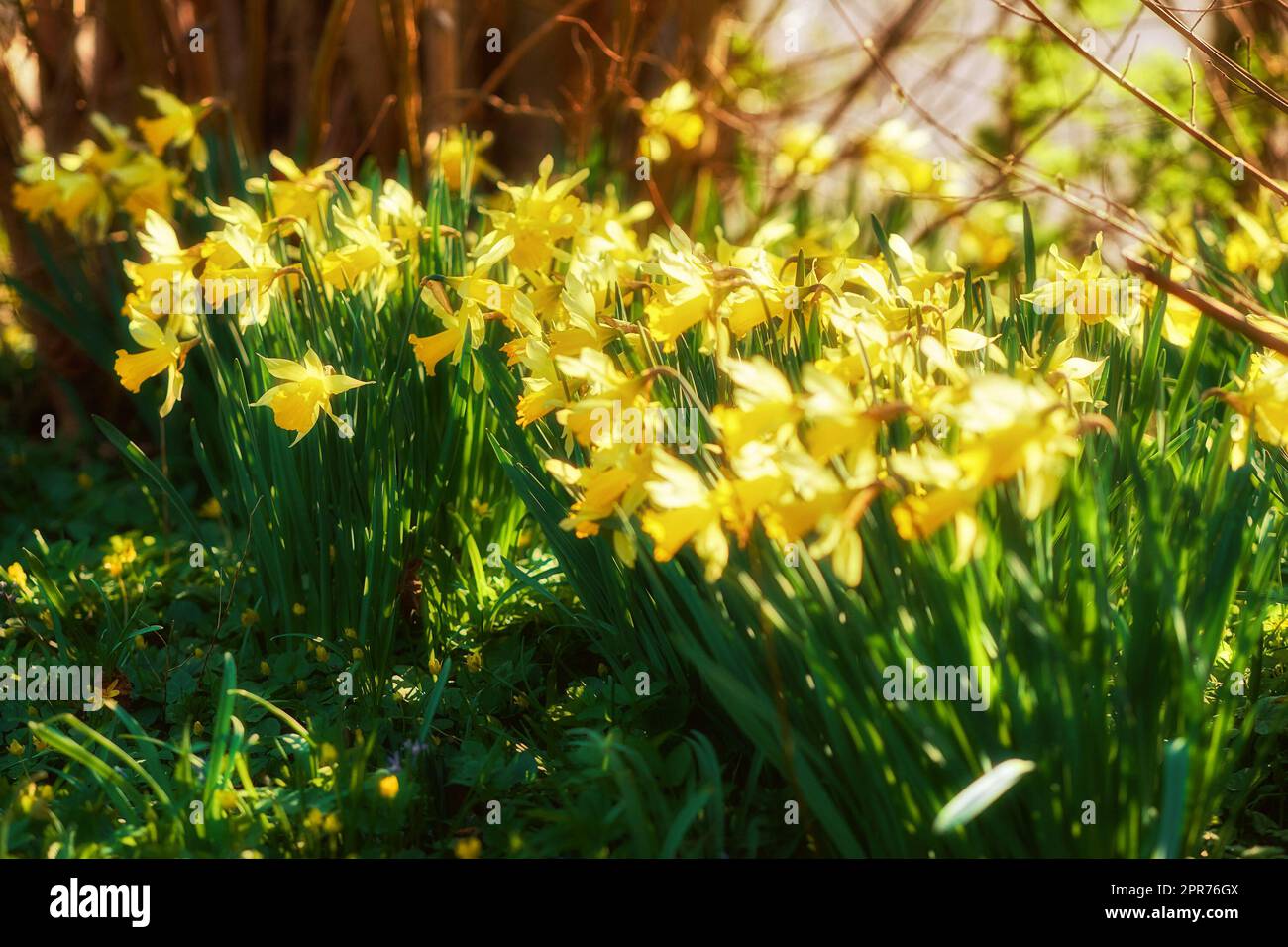 Gelbe Narzissen wachsen in einem botanischen Garten an einem sonnigen Tag im Freien. Landschaftlich reizvolle Landschaft wunderschöne Blumen mit leuchtenden Blütenblättern, die in der Natur blühen. Frühjahrspflanze für Wiedergeburt und Neuanfang Stockfoto