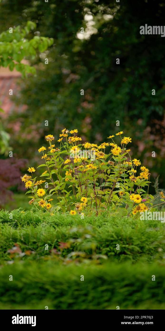 Ein Busch gelber gloriosa-Gänseblümchen, die in einem üppigen grünen Garten wachsen. Wilder, überwachsener Garten mit zarten blühenden Sträuchern im Frühling. Naturszene mit ländlichem Grün in einem Park an einem Sommertag Stockfoto