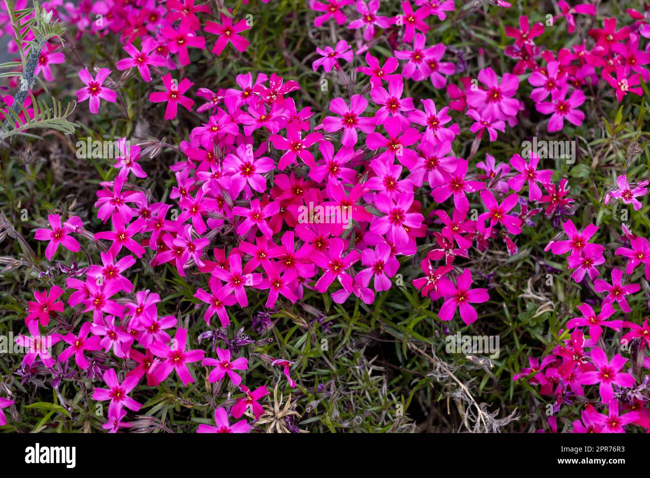Lila Aubrieta deltoidea blüht im Garten. Stockfoto