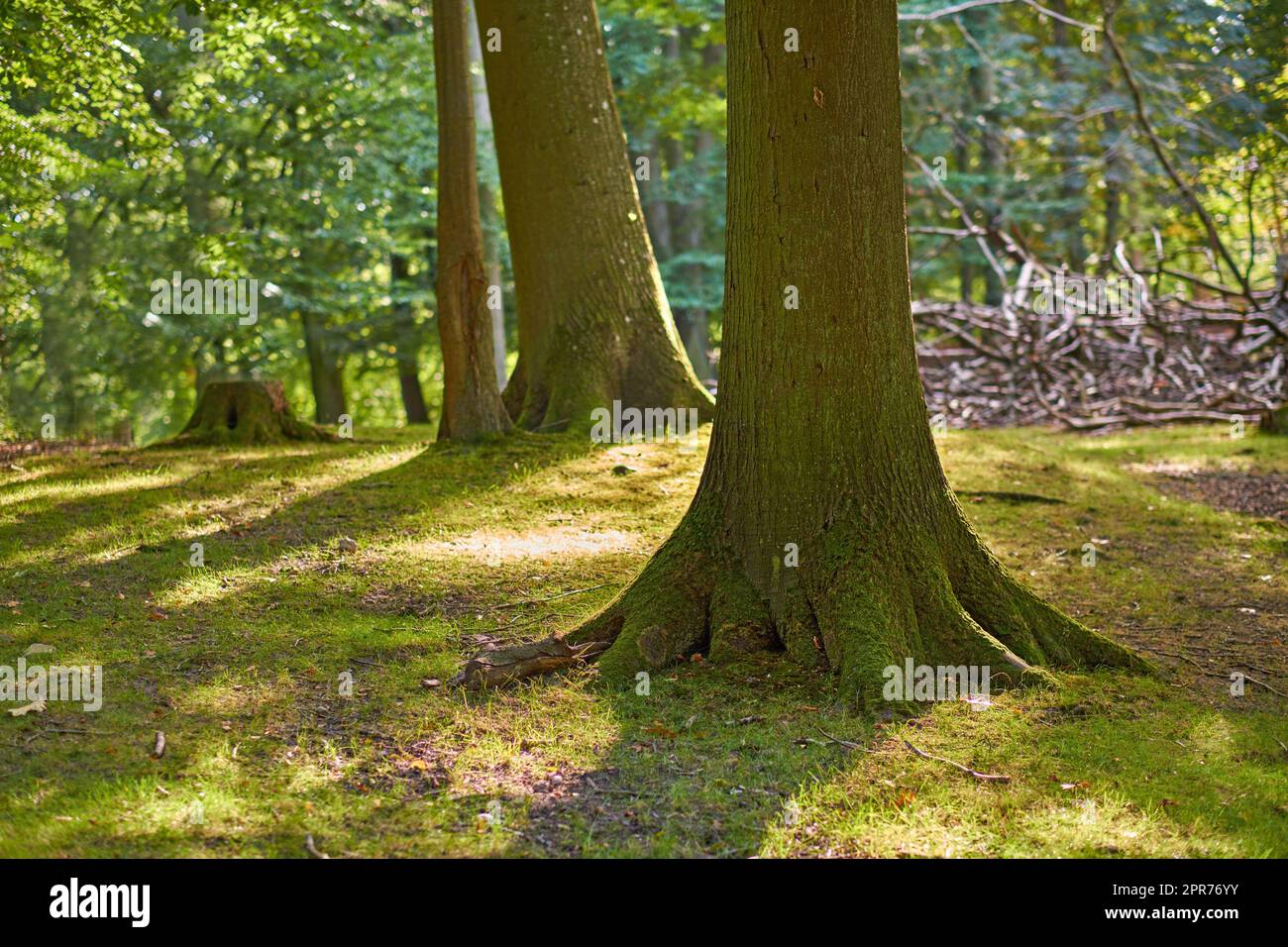 Malerischer Blick auf moosbedeckte Eichen in einem abgelegenen Wald und Wald in Schweden. Entwaldung von Baumstämmen auf einem leeren Feld im Sommer. Sammeln von Holz für Möbel und Wärme- und Energiequelle Stockfoto