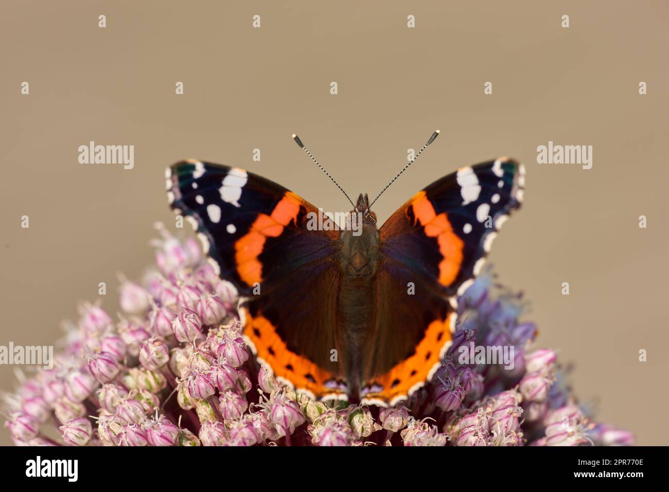 Ein wunderschöner Gartenschmetterling, der auf der Maharblume sitzt. Nahaufnahme eines bewundernswerten Roten mit weit geöffneten Flügeln. Makro-Nahaufnahme eines farbenfrohen Tieres in einem Park. Bunter Schmetterling, der auf Mahar bestäubt. Stockfoto