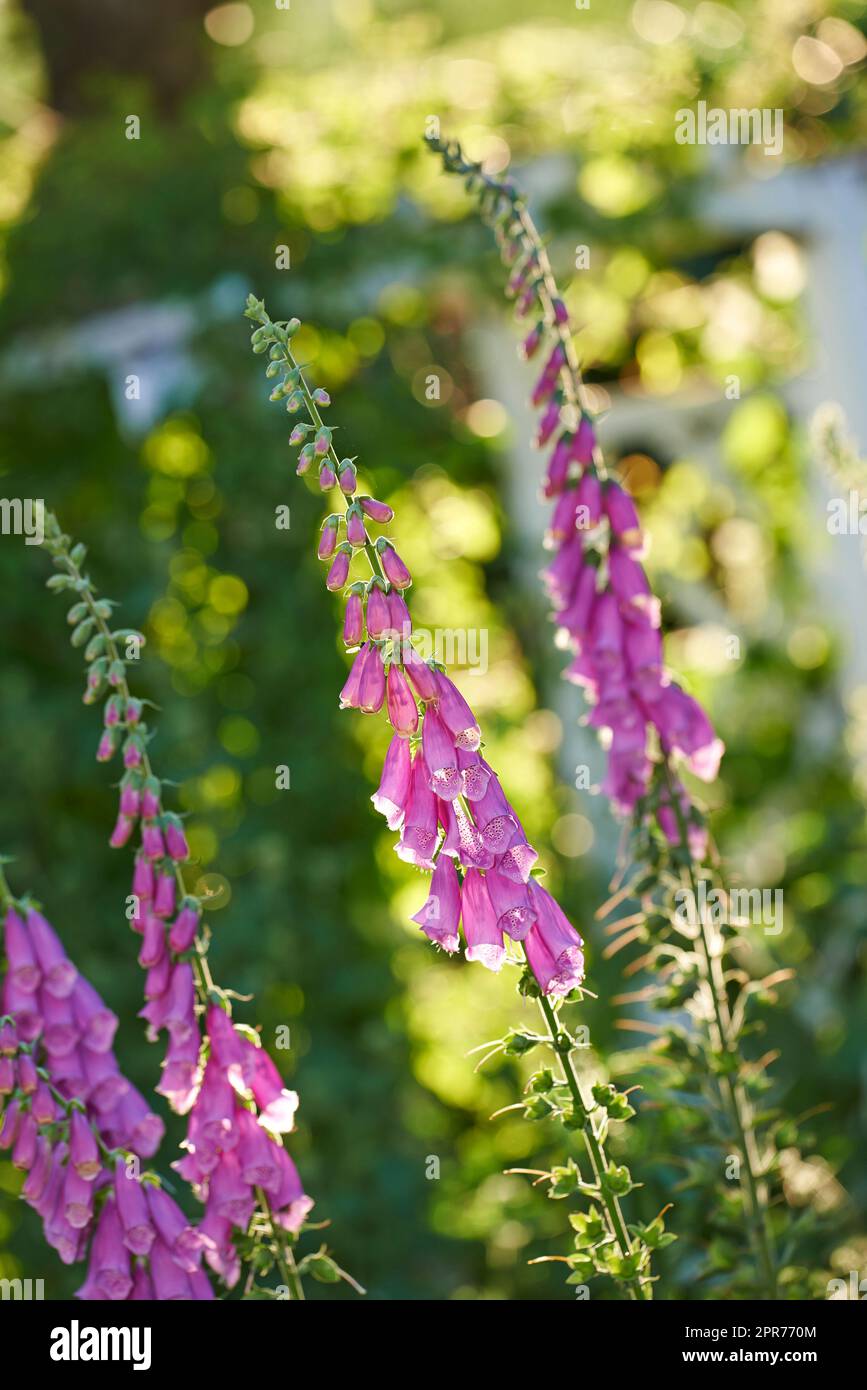 Lila oder pinkfarbene Foxhandschuhblumen blühen in einem Garten. Zarte violette Pflanzen, die auf grünen Stämmen in einem Garten oder Arboretum wachsen. Digitalis Purpurea in voller Blüte an einem sonnigen Sommertag Stockfoto