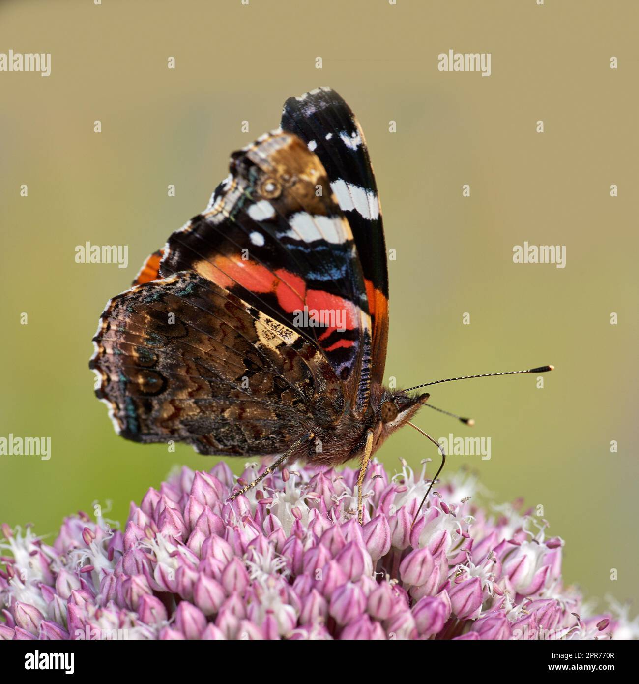 Wunderschöner roter Admiral oder vanessa atalanta Schmetterling in einem sonnigen Garten mit Kopierraum. Nahaufnahme eines fliegenden Insekts mit bunten Flügeln, die sich von süßem Nektar ernähren, um draußen eine rosa Blume zu bestäuben Stockfoto