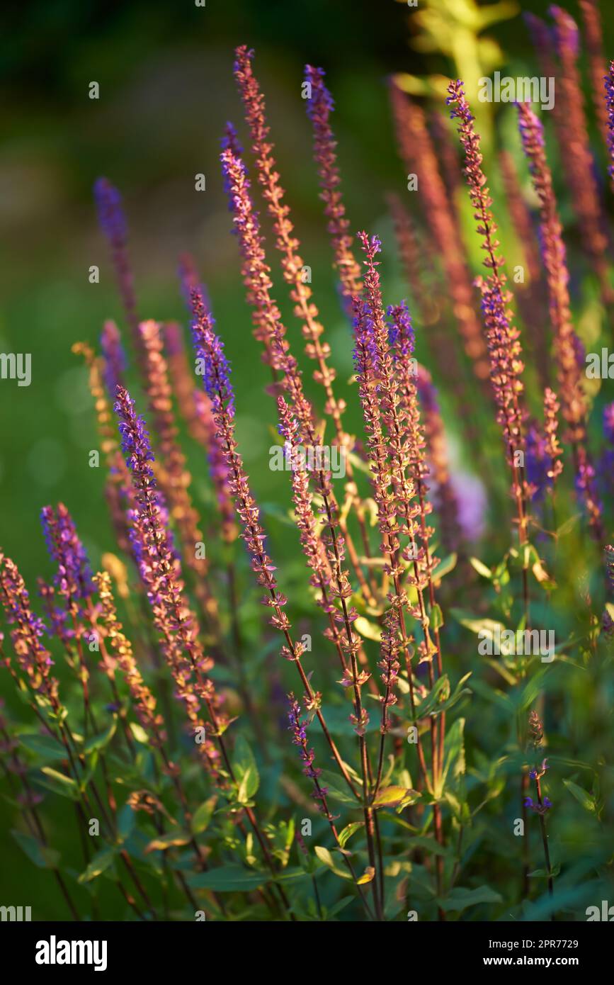 Nahaufnahme eines blühenden Busches im Garten im Sommer. Pflanze mit hohen zarten Wildblüten, die im Frühjahr in einem Park oder Arboretum wachsen Stockfoto