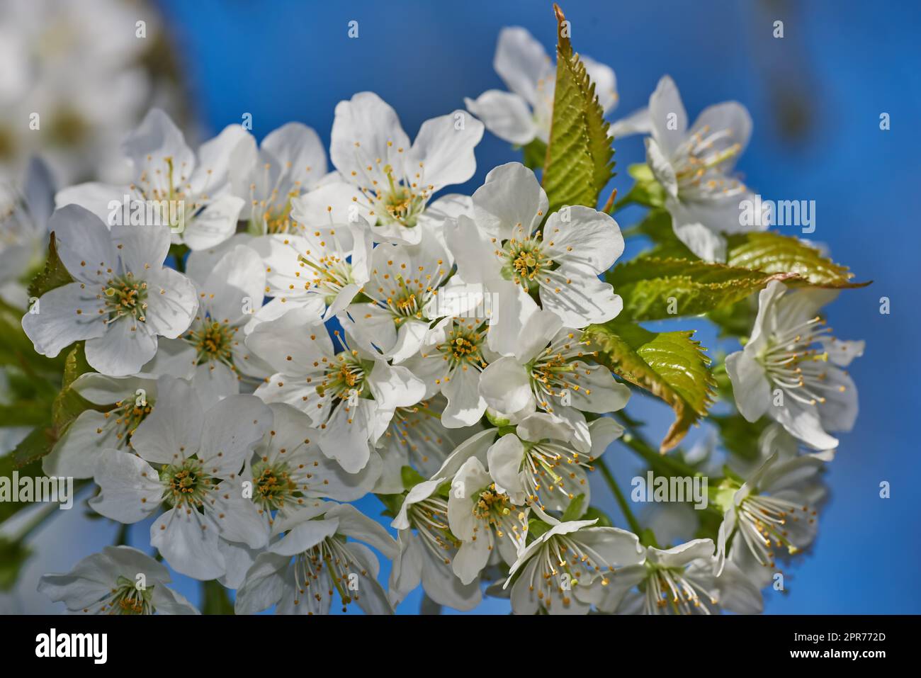 Weiße Mirabelle oder Prunus Domestica Blüten, die im Frühling von unten auf einem Pflaumenbaum in einem Garten blühen. Nahaufnahme frischer und empfindlicher Obstpflanzen, die vor einem blauen Hintergrund in der Sonne wachsen Stockfoto
