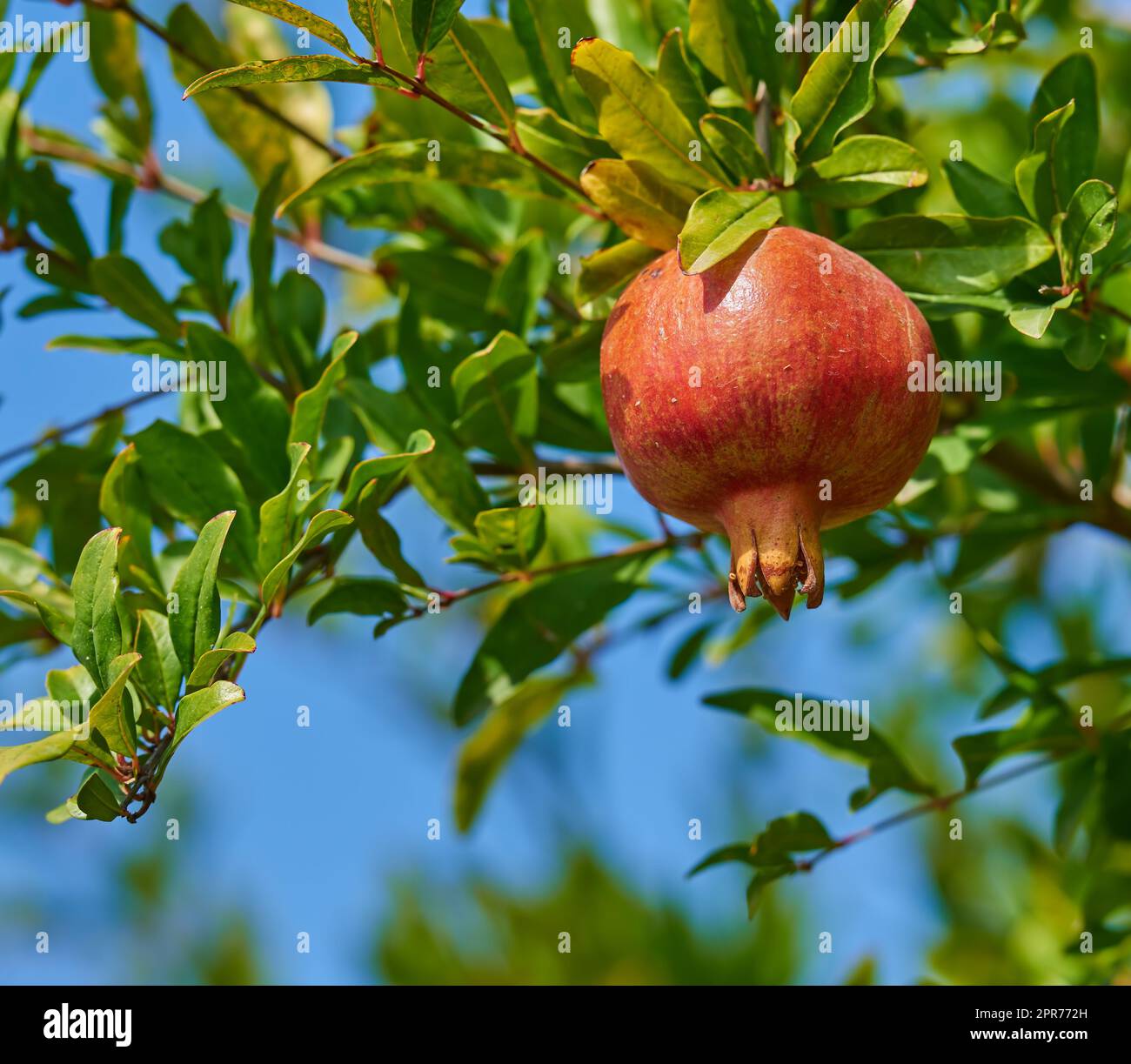 Nahaufnahme eines reifen Granatäpfels, der im Garten an einem Ast hängt. Köstliches rotes Granat, Obst, das gepflückt werden kann. Frische Ernte, die auf einem gesunden Bauernbaum vor dem Hintergrund eines verschwommenen Himmels angebaut wird Stockfoto