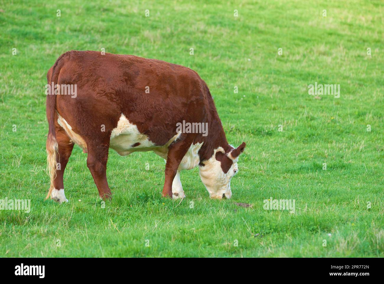 Zuchtrinder für die Rinderhaltung auf einer Wiese zur Erzeugung von Milch oder Rindfleisch. Viehweiden zur Futtergewinnung auf Freiland in der Natur. Kopieren Sie Platz mit einer Kuh, die an einem sonnigen Tag im Freien Gras auf einem Feld isst Stockfoto