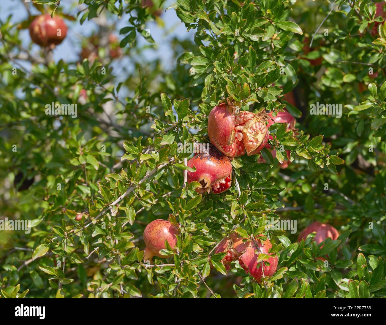 Eine Naht roter Granatäpfel, die an einem Sommertag auf einem Baum in einem Obstgarten wächst. Zoomen Sie auf das Bersten überreifer Früchte in einem Garten oder Garten mit Kopierbereich. Süßer Wintersnack bereit für die Ernte Stockfoto