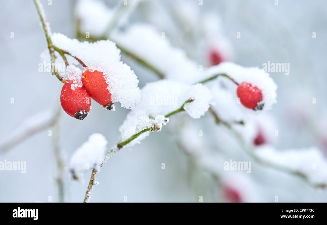 Früchte mit Schnee bedeckt, hängen im Winter an Ästen. Gefrorene Blumen und Blätter unter einer Schneedecke. Eisige Äste, die bei kaltem Wetter im Wald wachsen. Eisig, taub, früh morgens in Naturwäldern Stockfoto
