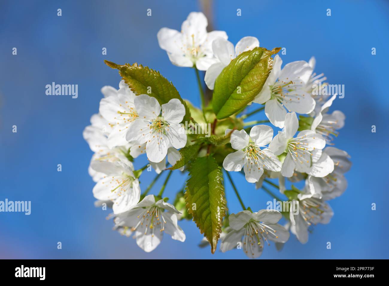 Weiße Mirabelle oder Prunus Domestica Blüten, die auf einem Pflaumenbaum in einem Garten von unten blühen. Nahaufnahme frischer und empfindlicher Obstpflanzen, die im Frühjahr vor blauem Himmel wachsen, mit Kopierraum Stockfoto