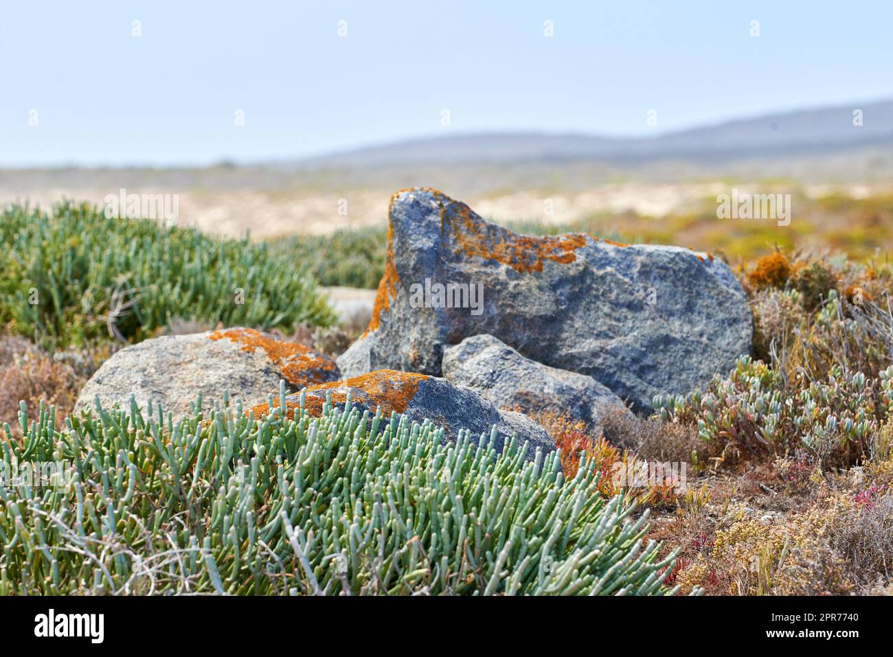 Fynbos-Pflanzen wachsen in abgelegener Landschaft rund um Granitfelsen in Kapstadt, Südafrika. Landschaftlich schöne Aussicht auf die detaillierte Umgebung und den Hintergrund des Kopierraums. Naturschutzgebiet einheimischer Sukkulenten Stockfoto
