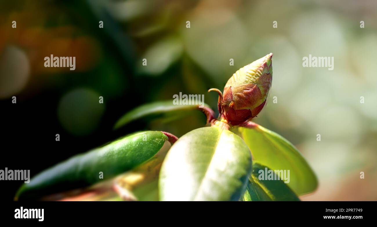 Nahaufnahme einer Blumenknospe in einem Park im Frühling draußen. Rhododendron-Blütenblüte, die in einem Busch vor einem unscharfen grünen Hintergrund in einem botanischen Garten wächst. Neues saisonales Wachstum Stockfoto