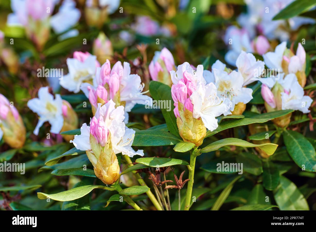 Nahaufnahme eines rosa blühenden Busches in einem Park im Frühling draußen. Rhododendron-Blüten wachsen im Busch vor einem verschwommenen Hintergrund in einem botanischen Garten. Neues saisonales Wachstum im Mai Stockfoto