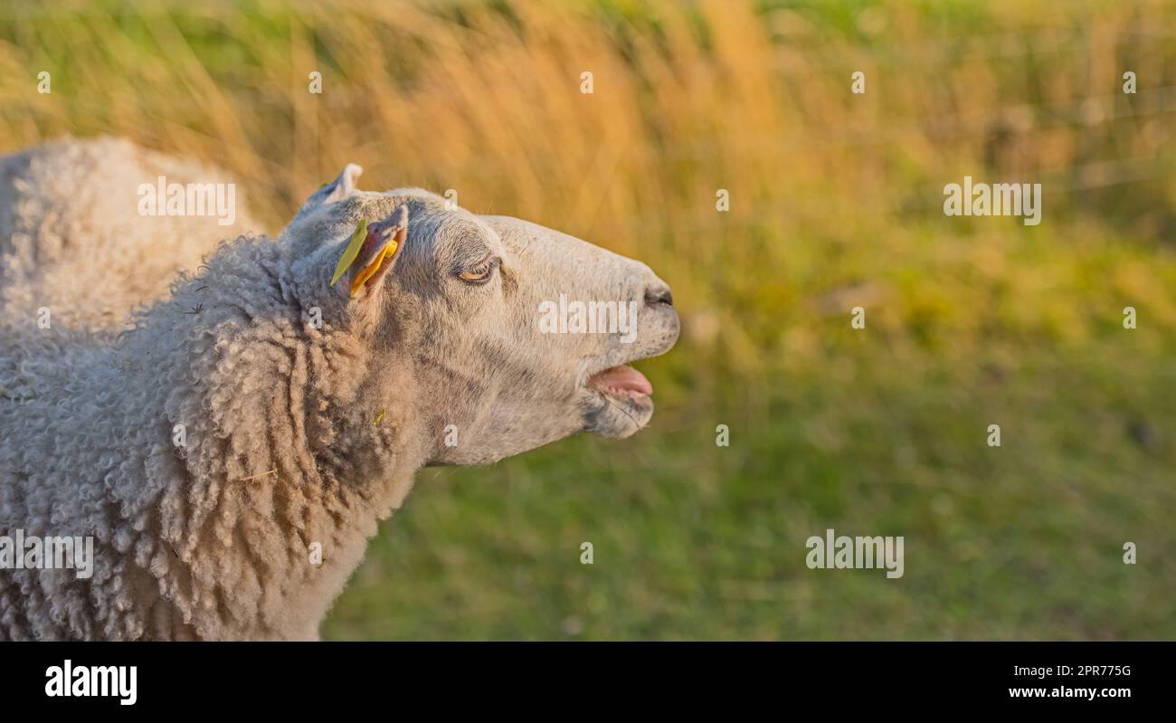 Profil eines Schafes auf einer Wiese bei Sonnenuntergang auf üppigem Ackerland. Rasierte, gewölbte Schafe, die Gras auf einem Feld fressen. Wildtiere im Rebild-Nationalpark, Dänemark. Organisches Hammel aus Freilandhaltung Stockfoto