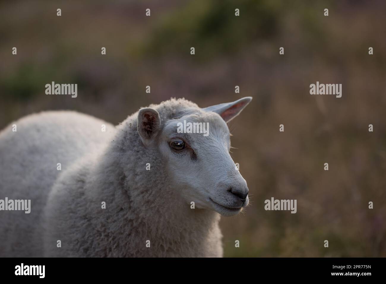 Nahaufnahme eines Schafes, das auf einer heidnischen Wiese bei Sonnenuntergang auf einem Bauernhof in Norddeutschland grast. Ein wolliges Lamm, das auf einem Feld oder Weideland Gras isst. Freilandhäutchenzucht und -Landwirtschaft Stockfoto