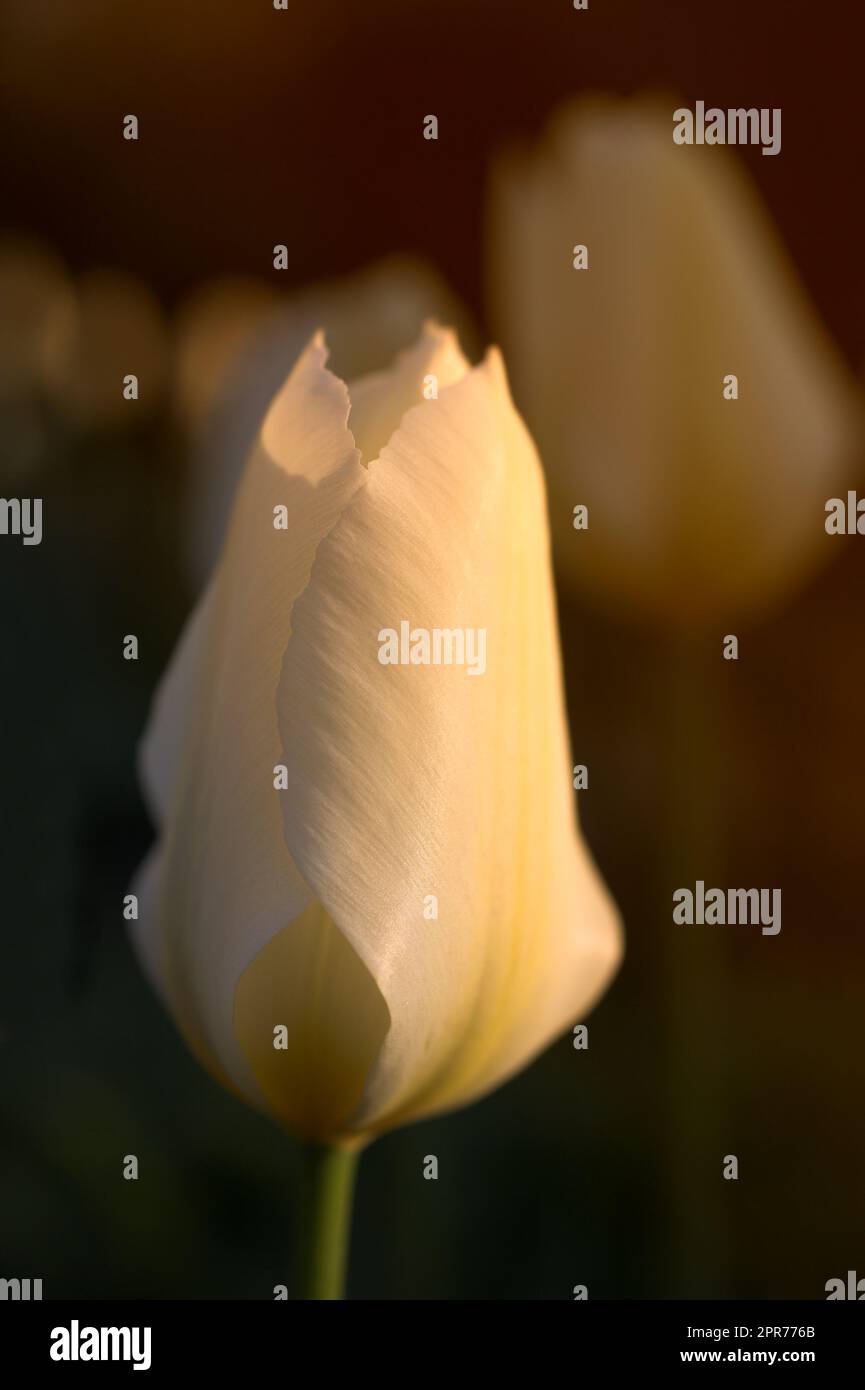 Nahaufnahme weißer Tulpen vor einem sanften Sonnenuntergang an einem Sommertag mit Kopierraum. Zoomen Sie auf saisonale Blumen, die auf einem Feld oder Garten wachsen. Details, Textur und Naturmuster eines Blumenkopfes Stockfoto