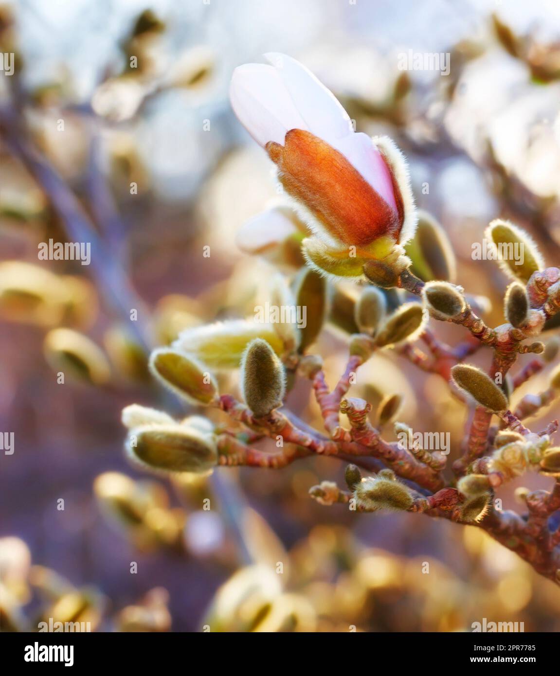 Nahaufnahme einer rosa Magnolienblume, die in der Natur wächst, mit Kopierraum. Zoomen Sie auf hübsche Blumen mit Kopierbereich und unscharfem Hintergrund. Eine Blume mit Knospen, die in pinkfarbenen, weißen oder lila Blüten blühen Stockfoto