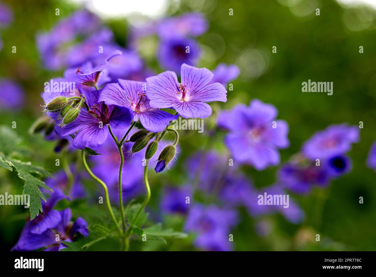 Nahaufnahme einer Geraniumblume in einem ökologischen Garten. Violette Pflanzen blühen im Frühling auf einem grünen Feld mit üppigem Laub. Makroansicht frischer, lebendiger und farbenfroher Blütenblätter draußen Stockfoto