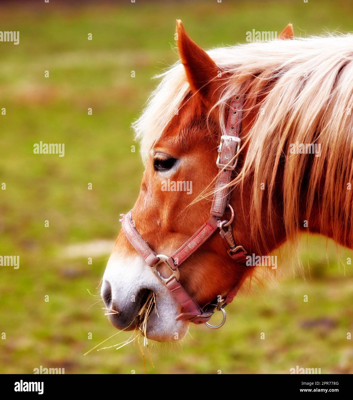 Nahaufnahme eines braunen Pferdes, das an einem Sommertag auf einer üppigen grünen Landschaft isst. Ein Wildpferd, das auf ländlichen Ackerflächen oder Rasen weidet. Zoomen Sie auf Ponyfütterung auf einer luftigen Weide am frühen Frühlingsmorgen Stockfoto