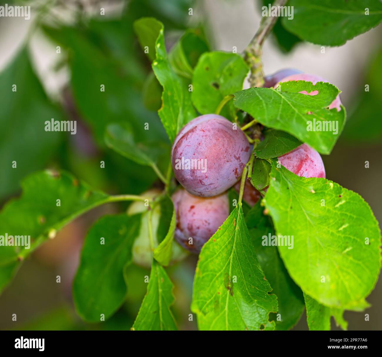 Eine Nahaufnahme von lila Pflaumen, die auf einem grünen Pflaumenbaum in einem Garten wachsen. Texturdetails einer Gruppe gesunder, süßer Früchte, die von einem lebendigen Stiel in einem Garten hängen. Entsteinte Früchte als Dessert Stockfoto