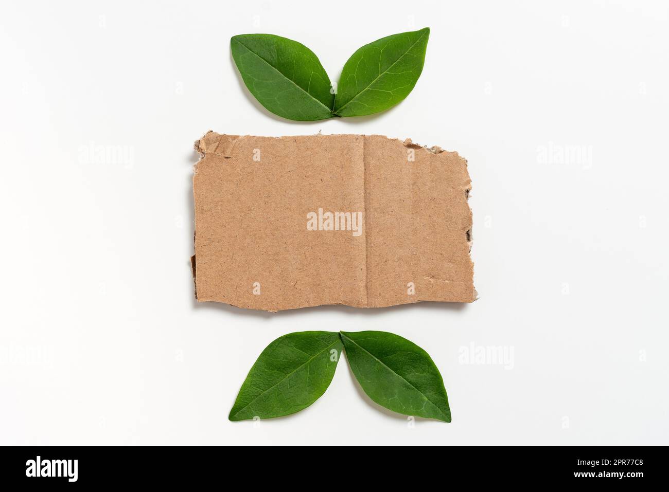 Leeres Papier Mit Blättern, Die Die Geschäftsförderung Darstellen. Leerer Rechteckiger Rahmen Mit Frischer Botanik Für Geschäftsvorlagen Und Werbung. Stockfoto