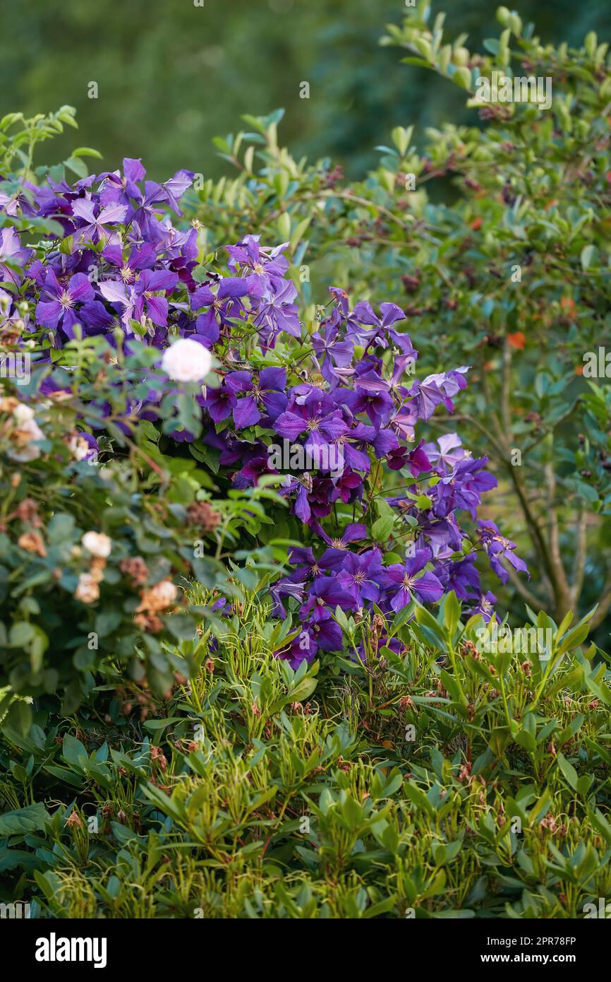 Eine Gruppe von leuchtenden violetten Clematis-Weinblumen, die auf einem üppigen grünen Busch blühen. Blick auf empfindliche, frische Pflanzen, die wachsen, blühen und blühen in einem abgelegenen Feld und Wald oder Garten und Garten Stockfoto