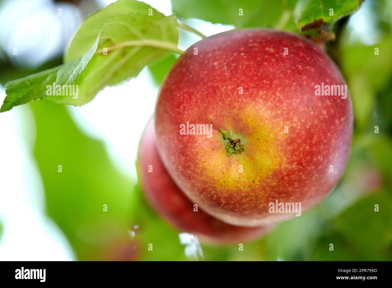 Nahaufnahme von zwei roten Äpfeln, die auf einem Apfelzweig auf einer nachhaltigen Obstplantage in abgelegener Landschaft mit Bokeh-Hintergrund wachsen. Frische, gesunde Imbisse für den Export, Ernährung, Vitamine Stockfoto