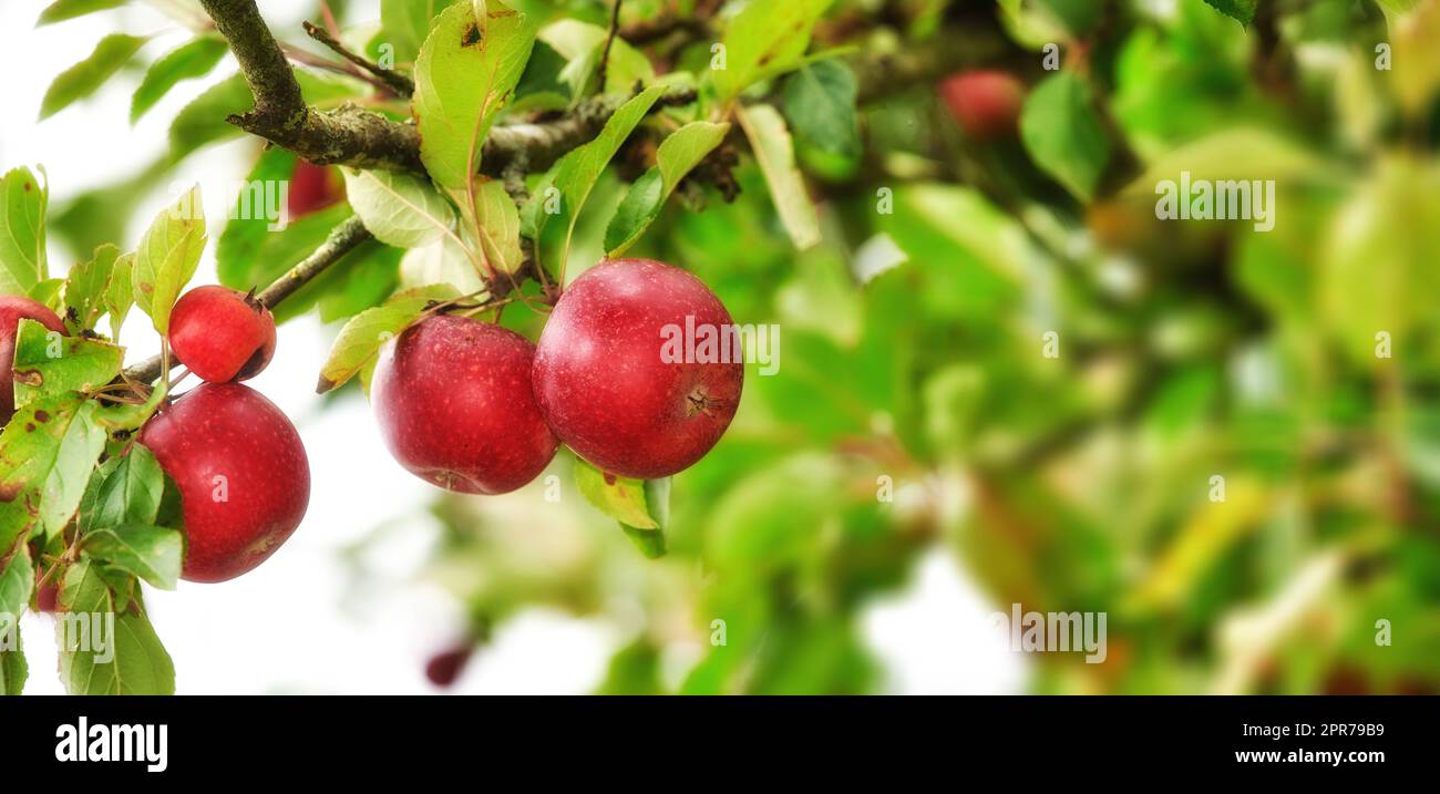 Nahaufnahme von roten Äpfeln, die auf einem grünen Apfelbaum auf einer nachhaltigen Obstplantage in abgelegener Landschaft mit Bokeh-Hintergrund wachsen. Zucht frischer und gesunder Snackfrüchte für Ernährung und Vitamine Stockfoto
