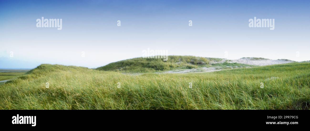 Kopierraum mit grünem Gras, das an einem leeren Strand wächst, oder Dünen vor blauem Himmel. Malerische Küste zum Erkunden von Reisen und Tourismus. Sandige Landschaft an der Küste von Jütland in Loekken Dänemark Stockfoto