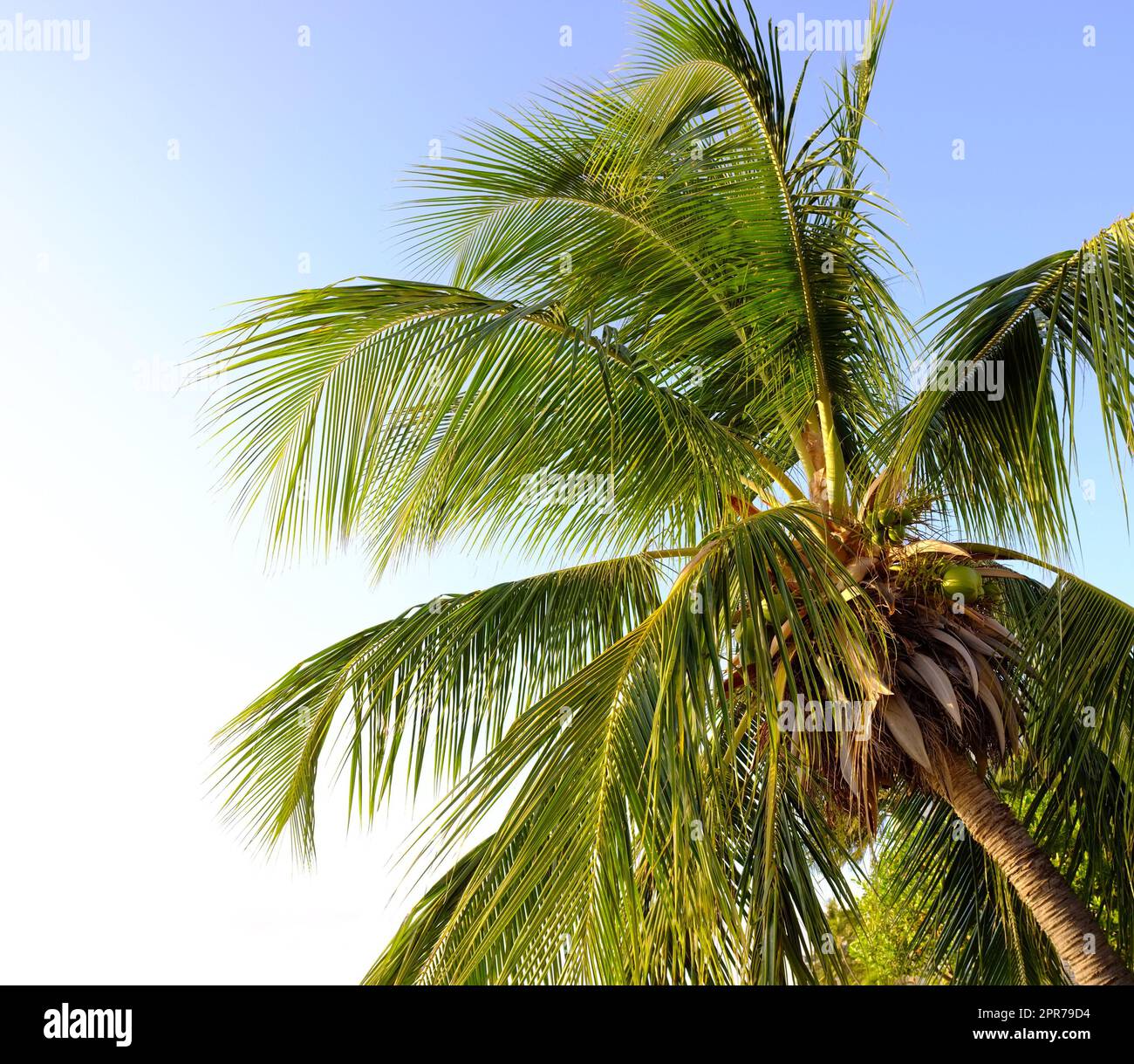 Eine Palme vor einem hellblauen Himmel. Ein Kokosnussbaum mit Blättern, die unter der Sonne von unten scheinen. Eine entspannende exotische Insel, ein Paradies im Ausland oder ein tropisches Reiseziel Stockfoto