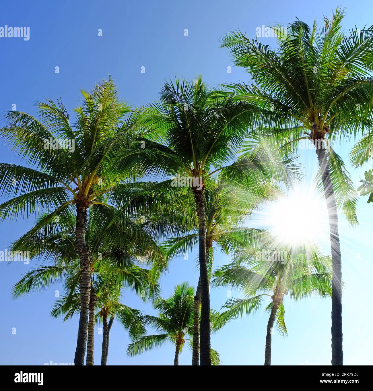 Blick unter der Erde auf eine Gruppe Palmen, isoliert vor blauem Himmelshintergrund mit Sonnenstrahlen und Sonnenstrahlen während des Sommerurlaubs und Urlaubs. Kleiner Winkel von Kokosnusspflanzen, die in tropischer Umgebung wachsen Stockfoto