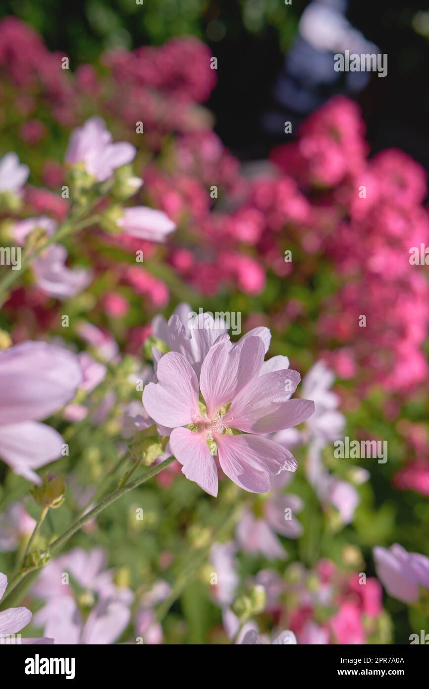 Nahaufnahme des frischen Moschus Mallow, der in einem üppigen grünen Garten mit viel Platz wächst. Ein Haufen rosafarbener Feldblumen, Schönheit in der Natur und friedliches Ambiente im Freien. Der Garten pflückte Blüten im Zen-Garten Stockfoto