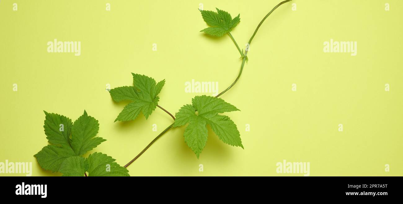 Zweig der wilden Trauben mit grünen Blättern auf grünem Papier Hintergrund Stockfoto